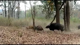 Tiger Hunting Wild Bison in Kanha National Park Part 1