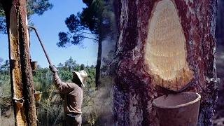 The resiners. Traditional obtaining of resin from pines | Lost Trades | Documentary film