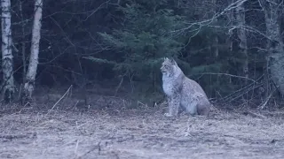 Eurasian lynx in rain