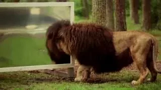 „Wie reagieren Löwen wenn sie sich selbst im Spiegel sehen?“ Der Serengeti-Park zeigt es!