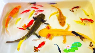 Amazing Unexpected Amazing Result, Betta Fish, Molly Fish, Koi, Turtle, Glofish, Catfish, Ornamental