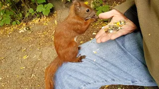 Berliner Eichhörnchen füttern