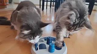 Cats solving food puzzle 🤣