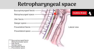 Retropharyngeal Space #Anatomy #mbbs #education #bds #headandneckanatomy #space