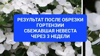 Результат через 3 недели после кардинальной обрезки ампельной гортензии "Сбежавшая невеста".