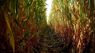 Creepy Cornfield on daytime, strong alien vibes. 1 hour dark ambient soundscape for relaxing
