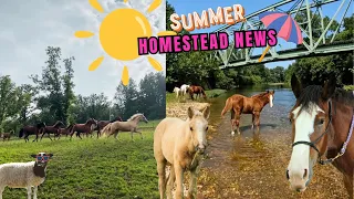 Homestead Horsemanship HORSE HERD HAPPENINGS!