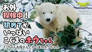 【天王寺動物園】タイヤにびっくり♪初めてがいっぱい お外探検中こぐまのホウちゃん[Tennouji Zoo]   Icchan and Hou-chan on their debut outing