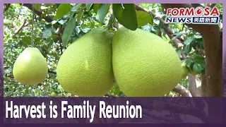 Pomelo harvest means a family reunion for Tainan fruit-growing clan