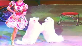 Circus. The new show dogs. Цирк. Смотреть Шоу собак.