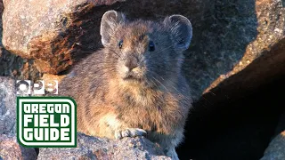 Oregon’s pika comeback | Oregon Field Guide