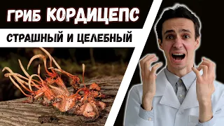 Кордицепс вооруженный: применение в медицине