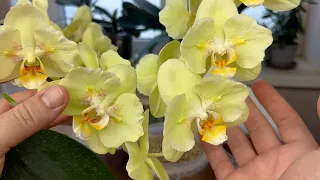 ПЕРЕСАЖИВАТЬ ОРХИДЕИ ЛЕГКО // грунт для орхидей
