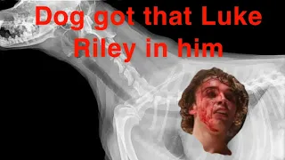 Reaction to Luke Riley vs Alexander Loof