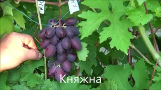 Княжна