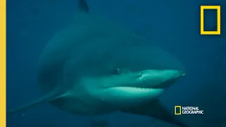 What Could Trigger a Shark Attack? |  Rogue Shark
