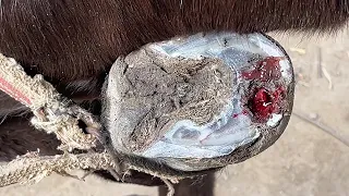 Donkey hoof surgery: hoof ulcers, pus and smelly blood!