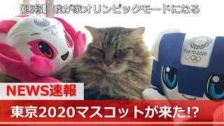 【猫ニュース】我が家に東京2020マスコット「ミライトワ」「ソメイティ」がやってきた！