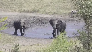 🐘 Two Young Elephant Bulls Practice at Waterhole | Kruger National Park 🌿