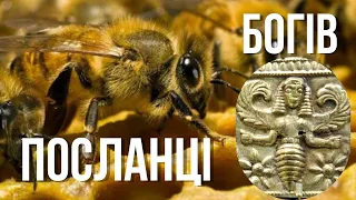 ПОСЛАНЦІ БОГІВ - БДЖОЛИ. Чому український мед найсмачніший у світі?