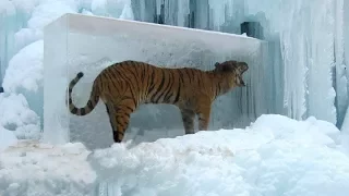 Животные, замороженные во времени