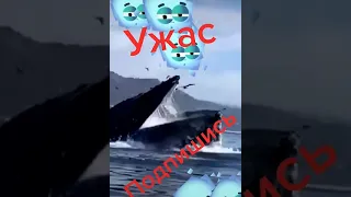 Смешные видео приколы , кит убийца