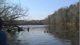 Flock of Coots.