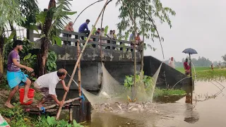 Most unique village fishing culture in rainy day | Huge fish catching in flood water by net trap