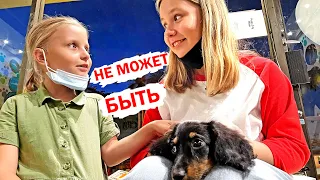 МНЕ КУПИЛИ СОБАКУ !!! Мы опять бросили кота ! ! Хейт не избежен !