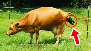 When The Farmer Recognized What His Cow Gave Birth To, He Couldn't Stop Screaming!