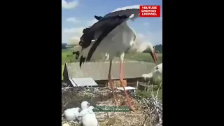 wildlife, white stork eliminate weak baby
