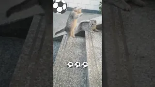 Cats World Soccer ⚽️ #shorts