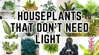 Top 20 Low Light Houseplants For Dark Rooms (These Don’t Die)