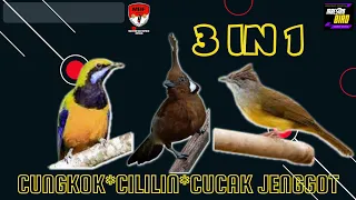 Masteran Burung 3 in 1 Cungkok, Cililin, Cucak Jenggot Gacor Super Jernih