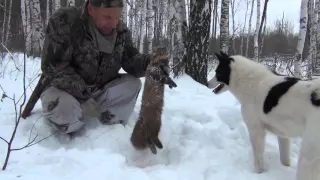 Лайка   Чена