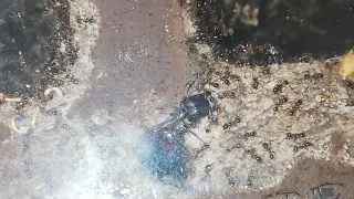 Муравей грызет бетон. Самый сильный муравей солдат  Carebara diversa. Pheidologeton diversus.