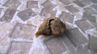 Puss caterpillar