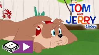 Tom & Jerry | Spike Misses His Teddy | Boomerang UK