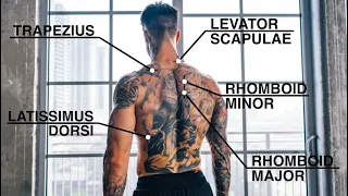 Quick And Effective Back Workout | Pull-Ups Only