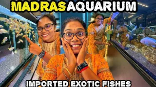 Attractive Exotic Cichlids Fishes | Madras Aquarium