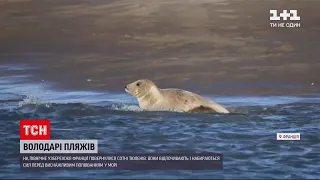 Новини світу: сотні тюленів зупинилися на північному узбережжі Франції, щоб перепочити