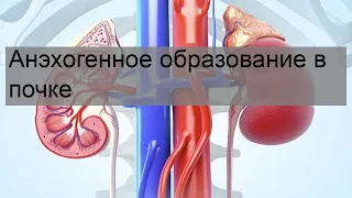 Анэхогенное образование в почке