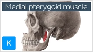 Medial Pterygoid Muscle: Origin, Insertion, Function & Nerve Supply - Anatomy | Kenhub