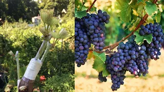 تطعيم العنب بالقلم بسهولةبالشق أو تركيب :خطوة بخطوة Grape grafting