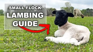 BEGINNER GUIDE TO LAMBING ON PASTURE | Dorper Sheep Farming in Texas Raising Dorper Lambs for Profit