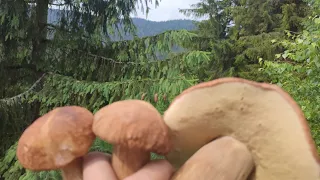 Дуууже Багато Білих Грибів у мальовничих Карпатах!!! 🍄 🍄 🍄 (25.06.2023)