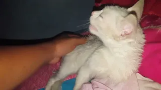 Cat back scratch best reaction. He is angry.