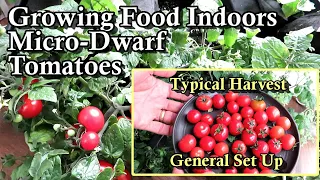 Harvest Example of Growing Micro Dwarf Tomatoes 'TIny Tims' Indoors: How to Grow Food Under Lights