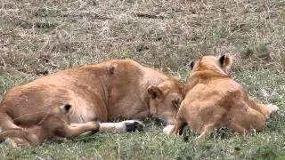 Very cute lion cubs in the Masai Mara