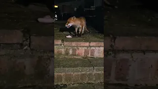 SCARED CUTE FOX EATING FAST 🦊🐺🦊OTHER FOX WATCHING😱😱😱